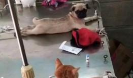 航线巴哥最新爆料图片,航线最新爆料图片大曝光！