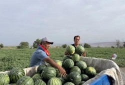免费吃瓜天天,天天畅享娱乐盛宴