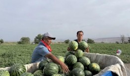 免费吃瓜天天,天天畅享娱乐盛宴