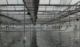 爆料养虾大棚视频播放,视频曝光养殖过程与奥秘