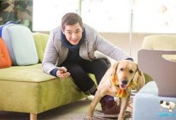 神犬小七在线观看免费,免费在线观看，萌犬奇遇记