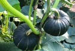 网红小鱼棠吃瓜视频大全,趣味横生的娱乐圈幕后故事