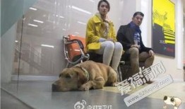 神犬小七在线观看免费,免费在线观看，萌犬奇遇记