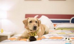 神犬小七在线观看免费,免费在线观看，萌犬奇遇记